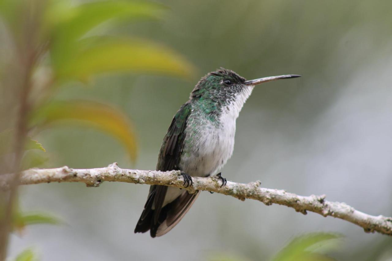מורו דה סאו פאולו Pousada Colibri מראה חיצוני תמונה